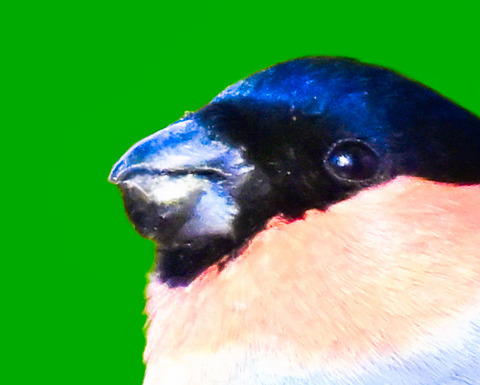 ウソ♂6000