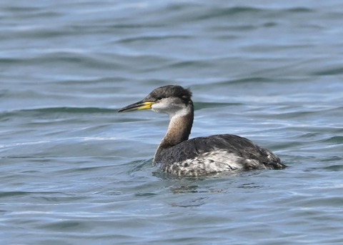 アカエリカイツブリ0690