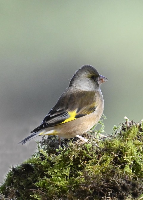 オオカワラヒワ5778