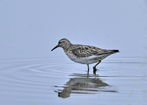 ウズラシギ夏羽1881