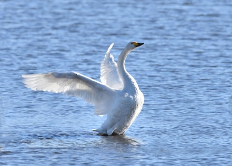 オオハクチョウ1399
