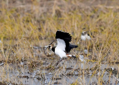 飛ぶ・タゲリ0831