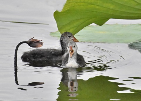 オオバンのヒナ4850