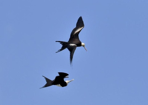 オオグンカンドリ6059