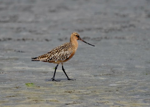 オオソリハシシギ4272