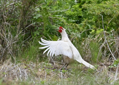 キジ♂白化0941