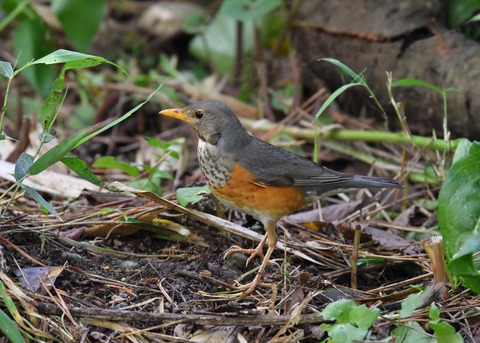 カラアカハラ若♂3652