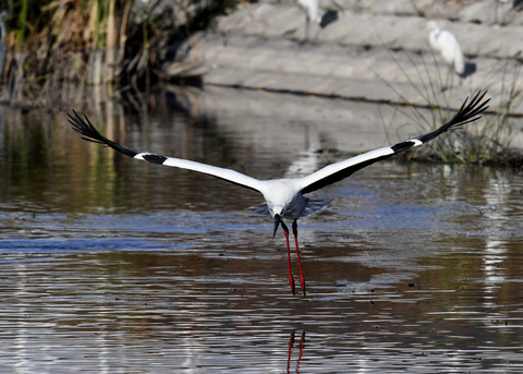 コウノトリ(J0127)6504