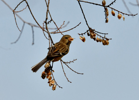 ベニマシコ♀3349