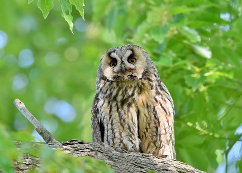 トラフズク♀6090