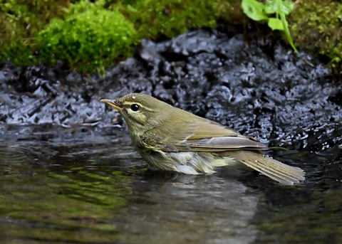 メボソムシクイ0355