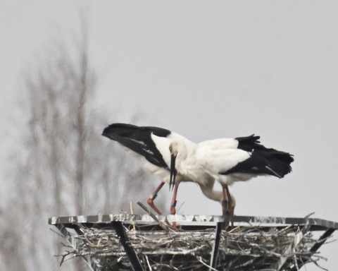 コウノトリのペアー6713