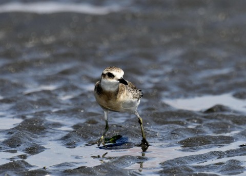 メダイチドリ2508