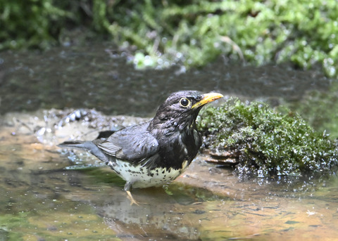 クロツグミ♂5011