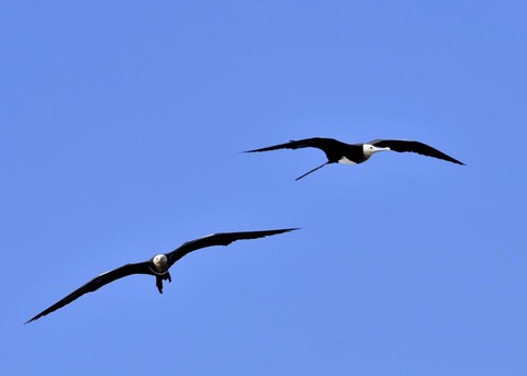 オオグンカンドリ8435