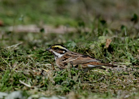 キマユホオジロ♀1875