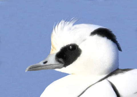 ミコアイサ♂♀4000