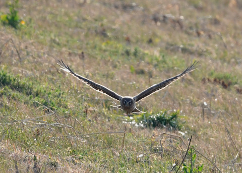 ハイイロチュウヒ♀4027