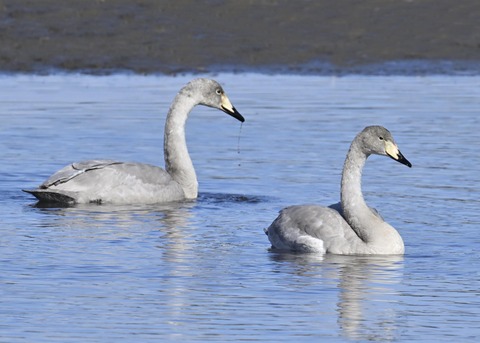 オオハクチョウ幼鳥3264
