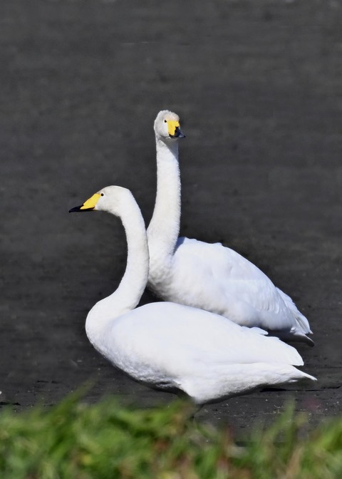 オオハクチョウ2275