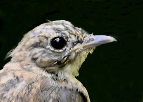 オオルリ♀幼鳥3001