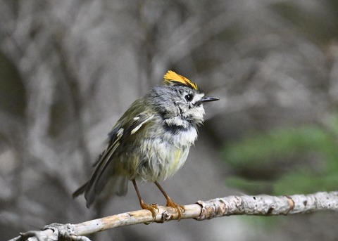 キクイタダキ♂2199