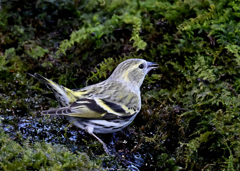 マヒワ♀8485