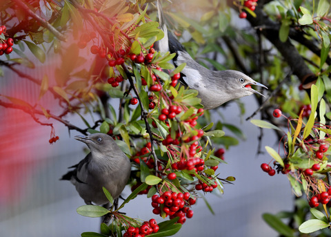 カラムクドリ1315