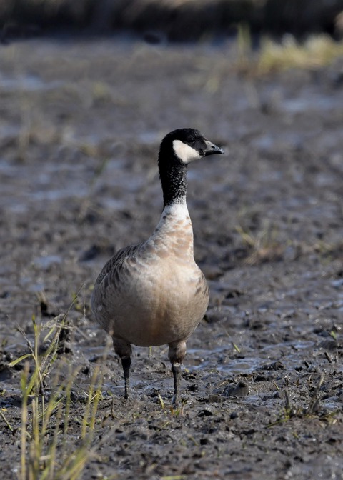 シジュウカラガン1135