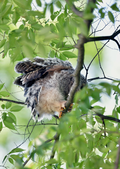 フクロウのヒナ②8671