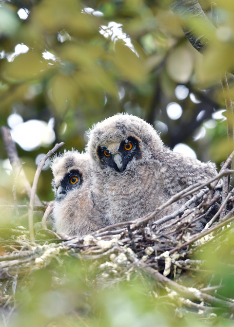 トラフズクのヒナ③④6810