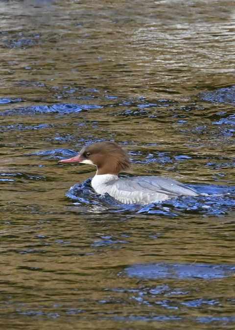 カワアイサ♀1863
