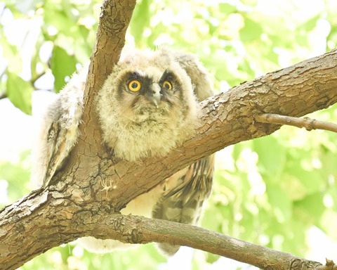 トラフズクの雛①2264