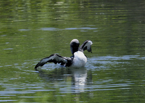 羽ばたく・シロエリオオハム9369