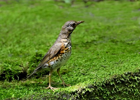 クロツグミ♀幼鳥4731