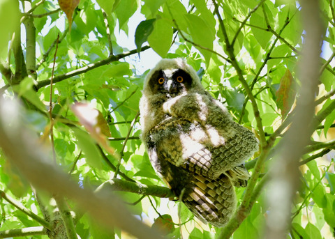 トラフズクのヒナ③9322