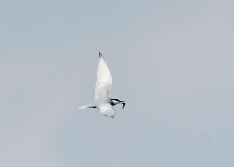 クロハラアジサシ0345