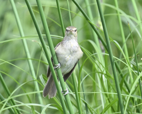 オオヨシキリ7518