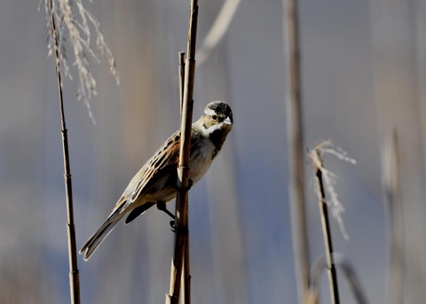オオジュリン♂0227