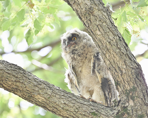 トラフズクの雛3882