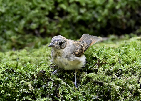 オオルリ♀幼鳥3726