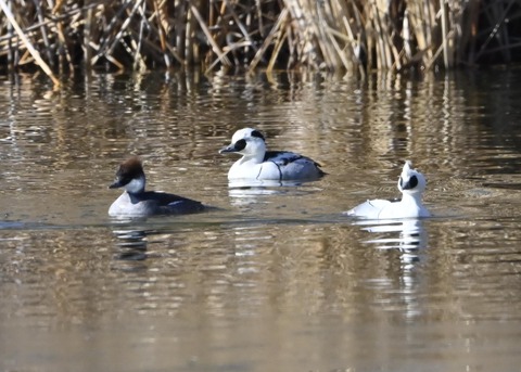ミコアイサ♂♀0108