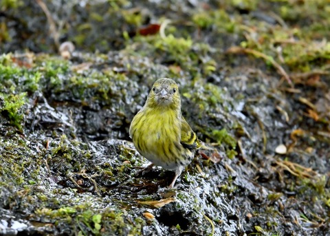 マヒワ♀0628