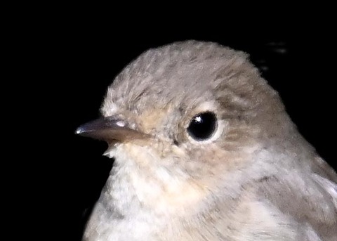 ニシオジロビタキ♀4000