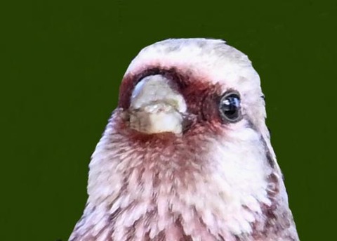 ベニマシコ♂9004