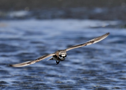 飛ぶ・メダイチドリ2576