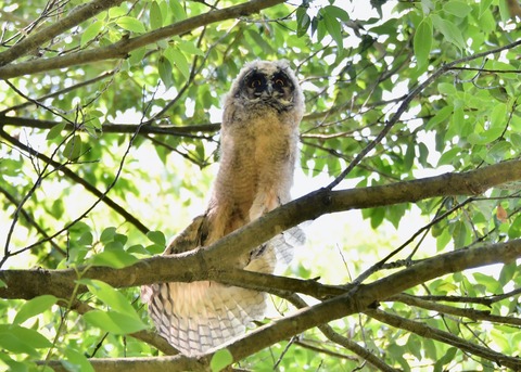 トラフズクのヒナ5355