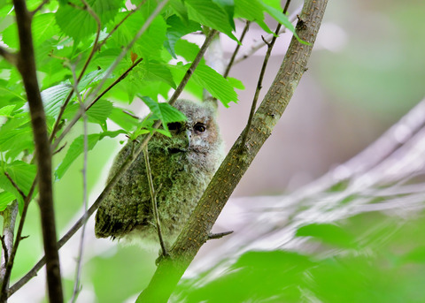 オオコノハズクのヒナ③4241