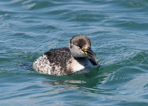 ｱｶｴﾘｶｲﾂﾌﾞﾘ7027