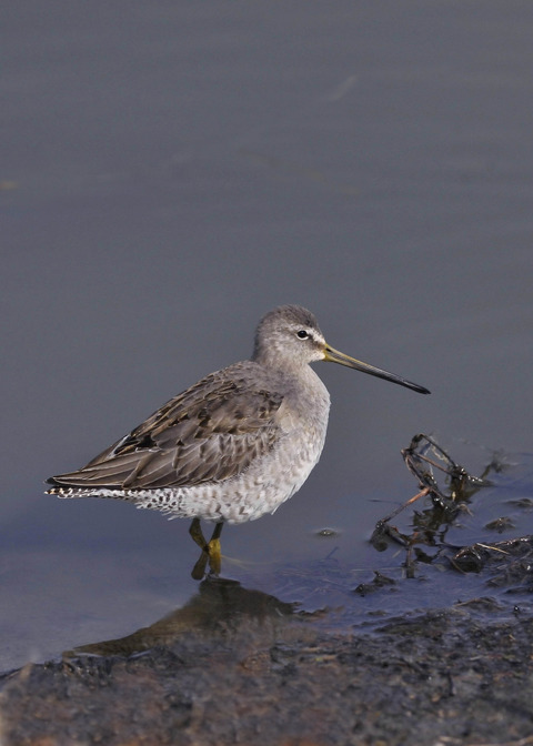 オオハシシギ・幼鳥2179